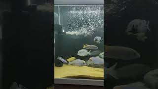 KARMA CİKLET AKVARYUMU akvaryumbaliklari akvaryum cikletbalığı malawicichlid fishtank [upl. by Toll]