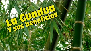 LA GUADUA Y SUS BENEFICIOS [upl. by Ellerahs]