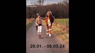 1 Monat unter dem Sattel 😍 Fortschritt anreiten horse jungpferdeausbildung equestrian [upl. by Nerek164]