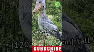 Shoebills shoebills soundshoebills fightingshoebills huntingshoebills birdshoebills [upl. by Etrem]