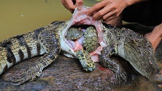 Unbelievable Three Turtle in Crocodile Stomach then Cooking Crocodile Recipe in Forest [upl. by Anelehs]