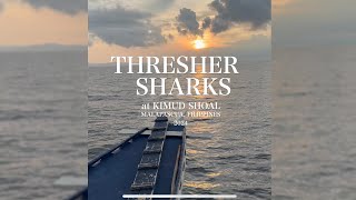 Diving in the Filippines  Thresher Sharks [upl. by Mackenzie]