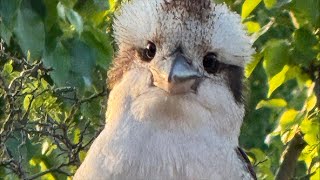 Kookaburra Birds amp Co of Australia [upl. by Fania407]