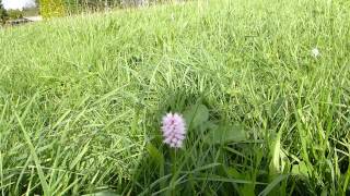 EATABLE PLANT  POLYGONUM BISTORTA [upl. by Leroy]