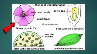 Science  Grade 6 Monocotyledons and Dicotyledons [upl. by Ihculo252]