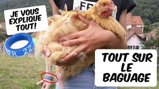 Comment baguer ses poules Tout sur le baguage [upl. by Meghan325]