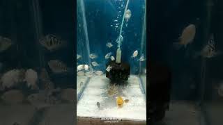 Aquarium fish imported poller parrot fish love short video 🥰 [upl. by Ario312]