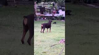 Wild Otter Plays With Doberman in Homes Backyard  1520537 [upl. by Noreen315]