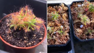 Drosera scorpioides with update [upl. by Karna34]