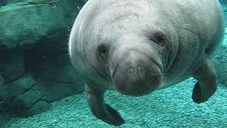 Manatee Vocalization Research [upl. by Swayne]