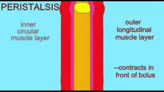 DIGESTIVE SYSTEM PERISTALSIS [upl. by Lainahtan64]