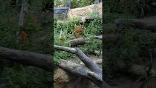 Malayan Tiger Roaring sandiegozoo [upl. by Agn]