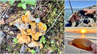 All In One Day  Chanterelle Mushroom Hunting Jetty Fishing and Razor Clamming [upl. by Ednarb]