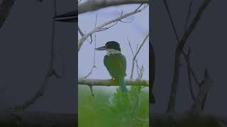 WhiteCollared kingfisher birds birdwatchingparadise kingfisher [upl. by Ahsitneuq923]