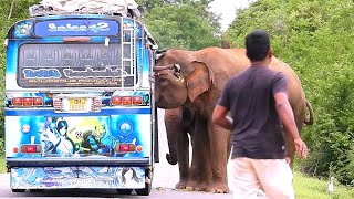 The amazing video of the two elephants stealing food by scaring the people on the buselephant [upl. by Merras98]