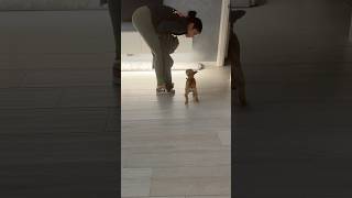 UNA BELLISSIMA MAGIA PER PIPPA😂 joeyerina joeydistefano pippajoeyerina bulldogfrancese [upl. by Eladnyl277]