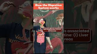 Whats REALLY Happening in Your DIGESTIVE SYSTEM  How does the Digestive System Work class11 [upl. by Malachi]