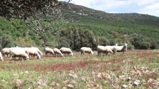 Documental ganadería ecológica [upl. by Alyad]