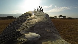 GoPro The Cape Griffons [upl. by Sheela]