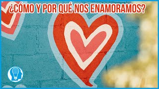 Neuropsicología del amor ¿Cómo y por qué nos enamoramos [upl. by Reynard]