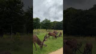 Richmond Park London travel london fyp royalpark richmondpark like subscribenow [upl. by Arimay]