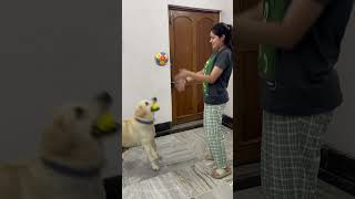 Gieni ball 🥎 ke saath kitna acha khelti hai 😂shortsviral [upl. by Lear898]