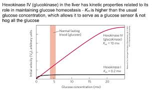 Glycolysis amp gluconeogenesis Intoodeep edition   For those who like details [upl. by Saref]