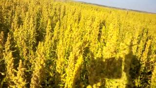 Canadian Quinoa Harvest Saskatchewan Canada [upl. by Seessel389]