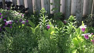 Cypripedium Reginae in the garden [upl. by Clarance]