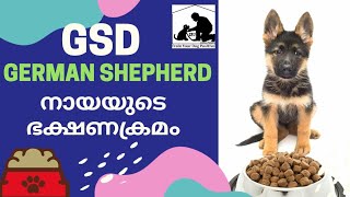 Dog Food Malayalam  German Shepherd Diet  Part 1 [upl. by Alfonso647]