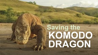 Saving the worlds largest lizard  Chester Zoo  Komodo dragon conservation [upl. by Ahsitel]