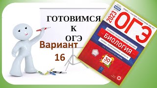 ОГЭ биология 2023 Разбор 16 варианта Рохлов [upl. by Inimak]