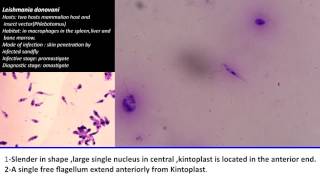 13 Practical Parasitology  Leishmania donovani  Promastigote Stage [upl. by Nalla638]