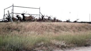 HUGE ELK HERD in Nebraska all BULL ELK [upl. by Saba]