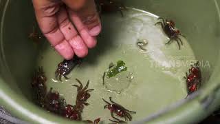 SI OTAN  CRUSTACEA NEGERI PASUNDAN 100118 33 [upl. by Oeramed]