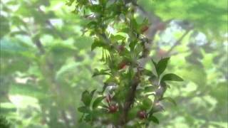 Prunus tomentosa amp Elaeagnus multiflora [upl. by Ettevy]