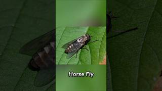 Horsefly 😯 [upl. by Nnylannej]