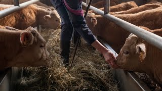 Privées de courant exposées au stress… Les vaches elles aussi victimes des tempêtes [upl. by Kamal]