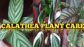 CALATHEA PLANT की देखभाल कैसे करे।All ABOUT CALATHEA PLANT CAER AND TIPScalatheaplantcalatheaornet [upl. by Balling775]