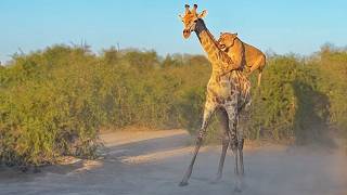 Lion Rides Giraffe to Bring it Down [upl. by Torrence]