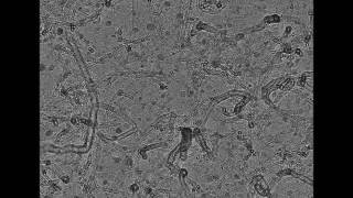 Growing carbon nanotubes [upl. by Hada]