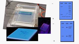 Electrophoresis Meaning and Types [upl. by Aener]