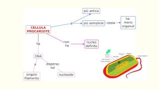 cellula brevissima lezione [upl. by Ecnarolf]