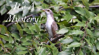 Photographing The Yellowbilled Cuckoo  The Mystery Bird [upl. by Vtehsta]