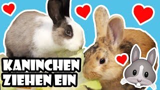 Kaninchen ziehen ein 🐰 Vom Tierheim ins neue Zuhause 💖 Adoption amp erster Tag 🐾 [upl. by Kamaria]