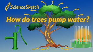 How do trees pump water [upl. by Leanora]