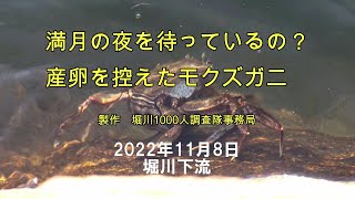 満月の夜を待っているの？ 産卵を控えたモクズガニ。2022年11月8日、皆既月食の夜を控えた堀川下流部で撮影した短編動画。気を付けて！ 君を狙って（？）、大きなクロダイが近寄ってきてるよ！ [upl. by Milan]