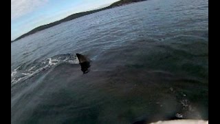 Kayaker has close encounter with 5metre great white shark Australia [upl. by Bega]