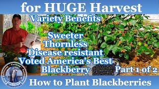 How to Plant Blackberries for a HUGE Harvest  Blackberries Part 1 of 2 [upl. by Elva]