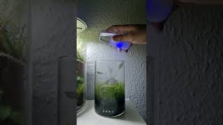 Misting my beautiful planted glass pod maru planted with aquatic plants only [upl. by Sarene]